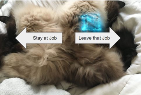 cats