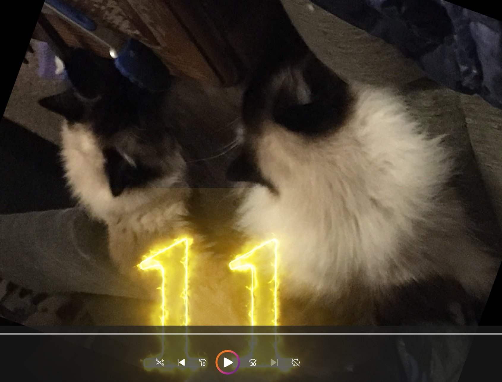 cats