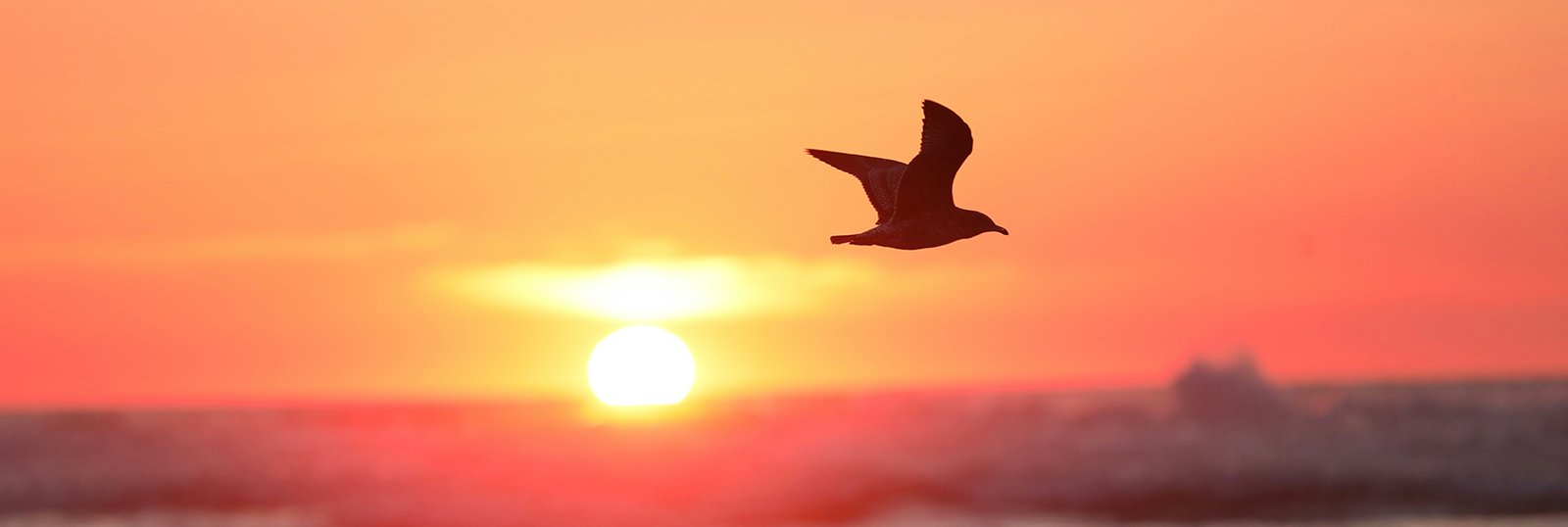 bird flying away at sunset